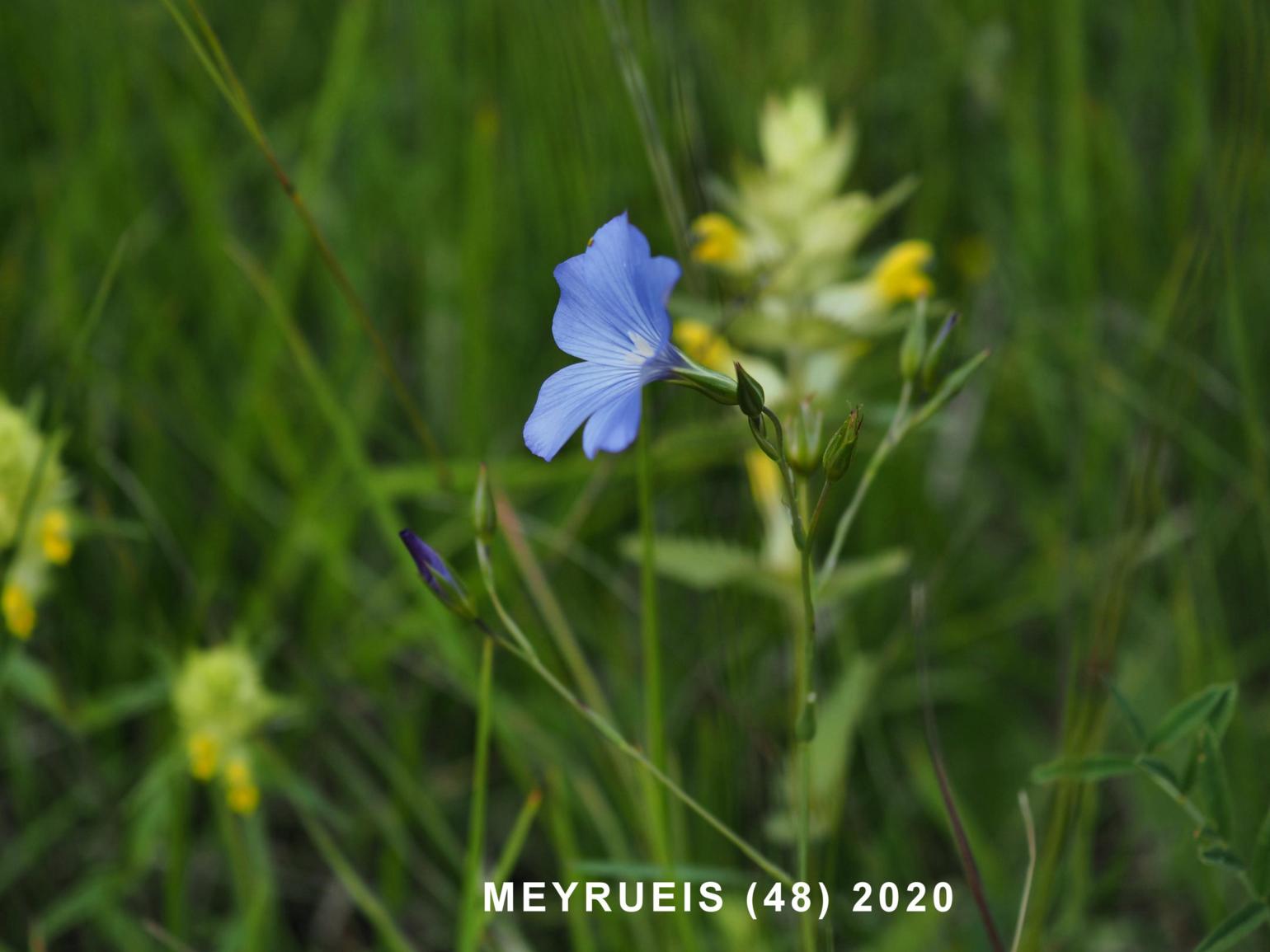 Flax, Beautiful